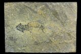 Discosauriscus (Permian Reptiliomorph) - Czech Republic #125591-1